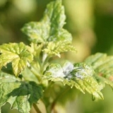 Soda pepeo od pepelnice na ribizli - obrada grmlja hrane